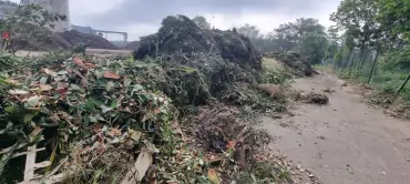 Peut-on br&ucirc;ler ses d&eacute;chets verts ?